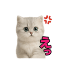 子ネコverペルシャ（個別スタンプ：14）