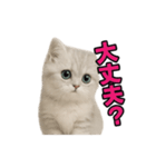 子ネコverペルシャ（個別スタンプ：15）