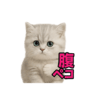 子ネコverペルシャ（個別スタンプ：16）