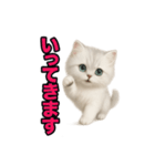 子ネコverペルシャ（個別スタンプ：17）