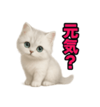 子ネコverペルシャ（個別スタンプ：20）