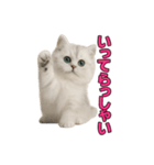 子ネコverペルシャ（個別スタンプ：21）