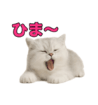 子ネコverペルシャ（個別スタンプ：23）