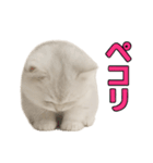 子ネコverペルシャ（個別スタンプ：24）