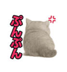 子ネコverペルシャ（個別スタンプ：27）