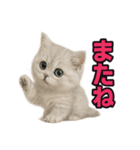 子ネコverペルシャ（個別スタンプ：28）