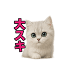 子ネコverペルシャ（個別スタンプ：31）