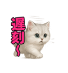 子ネコverペルシャ（個別スタンプ：38）