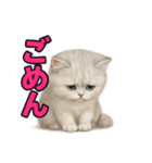 子ネコverペルシャ（個別スタンプ：40）