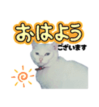 白猫（日本猫）の愛と幸運が溢れるスタンプ（個別スタンプ：2）