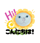 白猫（日本猫）の愛と幸運が溢れるスタンプ（個別スタンプ：3）