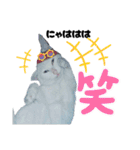 白猫（日本猫）の愛と幸運が溢れるスタンプ（個別スタンプ：9）