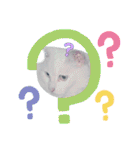 白猫（日本猫）の愛と幸運が溢れるスタンプ（個別スタンプ：10）