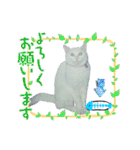 白猫（日本猫）の愛と幸運が溢れるスタンプ（個別スタンプ：12）
