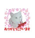 白猫（日本猫）の愛と幸運が溢れるスタンプ（個別スタンプ：17）