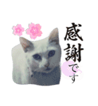 白猫（日本猫）の愛と幸運が溢れるスタンプ（個別スタンプ：18）