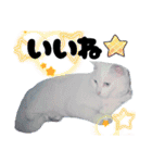 白猫（日本猫）の愛と幸運が溢れるスタンプ（個別スタンプ：21）