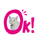 白猫（日本猫）の愛と幸運が溢れるスタンプ（個別スタンプ：22）