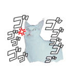 白猫（日本猫）の愛と幸運が溢れるスタンプ（個別スタンプ：25）