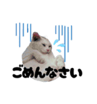 白猫（日本猫）の愛と幸運が溢れるスタンプ（個別スタンプ：29）