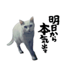 白猫（日本猫）の愛と幸運が溢れるスタンプ（個別スタンプ：30）