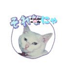 白猫（日本猫）の愛と幸運が溢れるスタンプ（個別スタンプ：31）