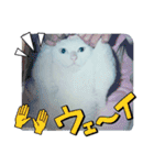 白猫（日本猫）の愛と幸運が溢れるスタンプ（個別スタンプ：32）