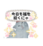白猫（日本猫）の愛と幸運が溢れるスタンプ（個別スタンプ：34）