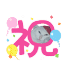 白猫（日本猫）の愛と幸運が溢れるスタンプ（個別スタンプ：36）