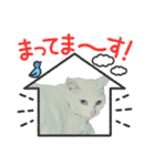 白猫（日本猫）の愛と幸運が溢れるスタンプ（個別スタンプ：37）