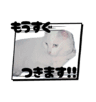 白猫（日本猫）の愛と幸運が溢れるスタンプ（個別スタンプ：39）