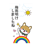 夏を感じる♡豆柴・柴犬スタンプ【BIG】（個別スタンプ：1）