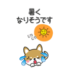 夏を感じる♡豆柴・柴犬スタンプ【BIG】（個別スタンプ：3）