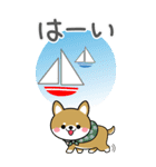 夏を感じる♡豆柴・柴犬スタンプ【BIG】（個別スタンプ：9）