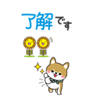 夏を感じる♡豆柴・柴犬スタンプ【BIG】（個別スタンプ：10）