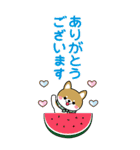 夏を感じる♡豆柴・柴犬スタンプ【BIG】（個別スタンプ：19）