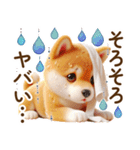 良く使う言葉の夏の柴犬- ̗̀ ☺︎  ̖́-（個別スタンプ：14）