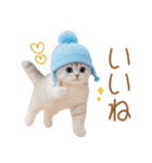 スコティッシュ猫 可愛い水色帽 優しい日常（個別スタンプ：4）
