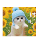 スコティッシュ猫 可愛い水色帽 優しい日常（個別スタンプ：5）