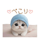 スコティッシュ猫 可愛い水色帽 優しい日常（個別スタンプ：7）