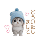 スコティッシュ猫 可愛い水色帽 優しい日常（個別スタンプ：8）