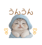 スコティッシュ猫 可愛い水色帽 優しい日常（個別スタンプ：9）