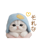 スコティッシュ猫 可愛い水色帽 優しい日常（個別スタンプ：12）