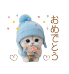 スコティッシュ猫 可愛い水色帽 優しい日常（個別スタンプ：13）