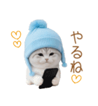 スコティッシュ猫 可愛い水色帽 優しい日常（個別スタンプ：16）