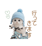 スコティッシュ猫 可愛い水色帽 優しい日常（個別スタンプ：19）
