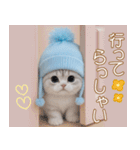 スコティッシュ猫 可愛い水色帽 優しい日常（個別スタンプ：20）