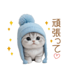 スコティッシュ猫 可愛い水色帽 優しい日常（個別スタンプ：21）