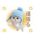 スコティッシュ猫 可愛い水色帽 優しい日常（個別スタンプ：22）
