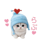 スコティッシュ猫 可愛い水色帽 優しい日常（個別スタンプ：25）